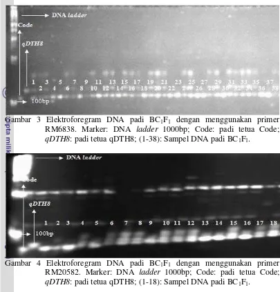 Gambar 3 Elektroforegram DNA padi BC 1F1 dengan menggunakan primer 