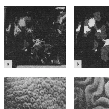 Fig. 1. Top: (a) Cropped (4003images captured from CX-100-30 frame grabber (Imagination Vision Systems Specialists) CCD camera portionof the FRR ﬂuorometer