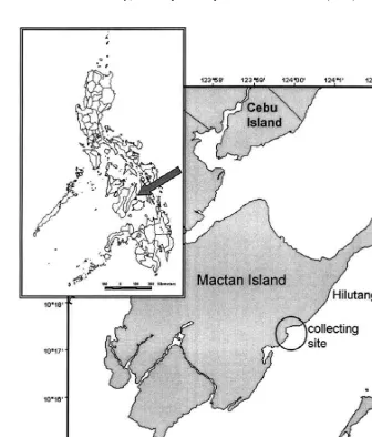Fig. 1. Map of the collecting site (Maribago, Mactan Is., Central Philippines).