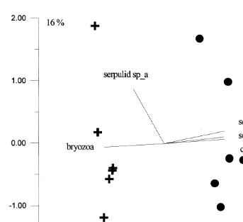 Fig. 4. Principal components analysis of the assemblages on panels placed for 9 weeks on the open reef crest(circles) and underneath Acropora hyacinthus tables (crosses)