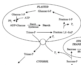 Fig. 3. Sucrose and starch biosynthesis and catabolism in plant cells. Reactions of starch biosynthesis occur inplastids, wherein accumulation of triose-phosphate, especially during photosynthesis, initiates the process.Sucrose biosynthesis begins with an 