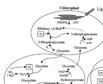 Fig. 1. Three organelles involved in photorespiration. This C2 process is initiated when the oxygenasecomponent of Rubisco oxidizes ribulose-1,5-bisphosphate to produce 3-phosphoglycerate and a 2-carboncompound, 2-phosphoglycolate