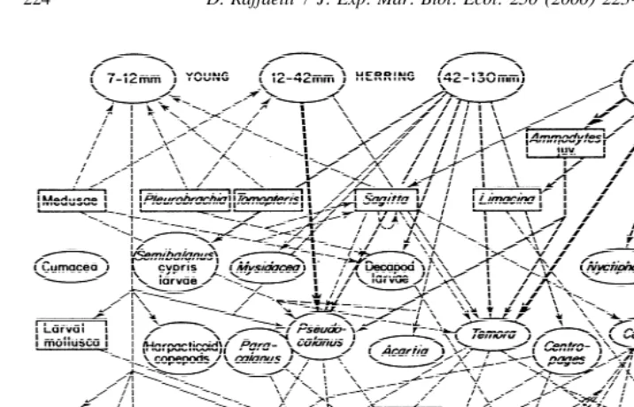 Fig. 1. The food web of the herring (Clupea harengus), as modiﬁed (broken lines added) by Graham (1987)from original by Hardy (1924)
