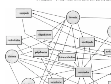 Fig. 2. Trophic interactions within the meiofauna, based on Coull and Bell (1979).