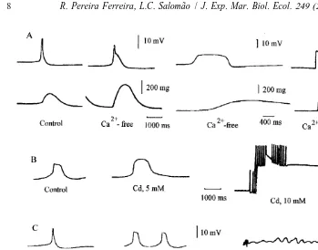 Fig. 7. Action potentials (upper trace) and the respective cardiogram (lower trace) recorded from isolatedhearts of Perna perna in control saline, in Ca21-free saline and in Ca-free saline plus EDTA (2 mM) (A).Action potentials were altered by Cd21(5 and 10 mM) (B), Co21(20–30 mM) (C) and Mn21(30–40 mM)(D).