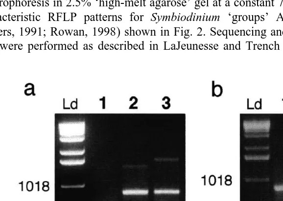 Fig. 2. Examples of RFLP analyses of restriction digests of ampliﬁed SSUrDNA using TaqI (a) and DpnII (b).Ld, refers to the DNA size ladder