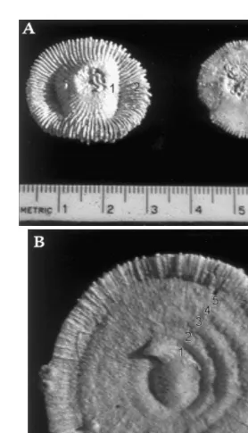 Fig. 1. Aboral view of skeletons of the mushroom coral Fungia granulosa, showing externally-visible growthrings