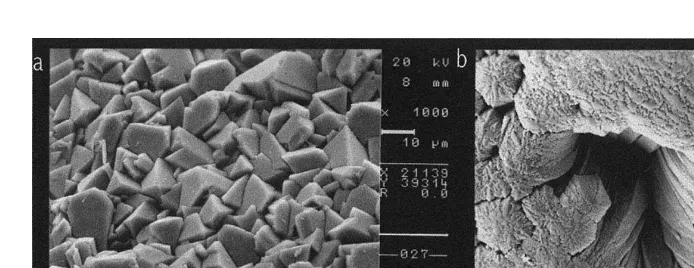 Fig. 2. SEM pictures of external surface of (a) Sepia ofﬁcinalis and (b) Loligo vulgaris statoliths.