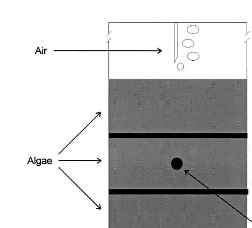 Fig. 2. Schematic detail of experimental aquarium; algal treatment. Diameter of cylinder 9.1 cm and actualheight of cylinder 50 cm, thickness of each algal layer 4 cm.