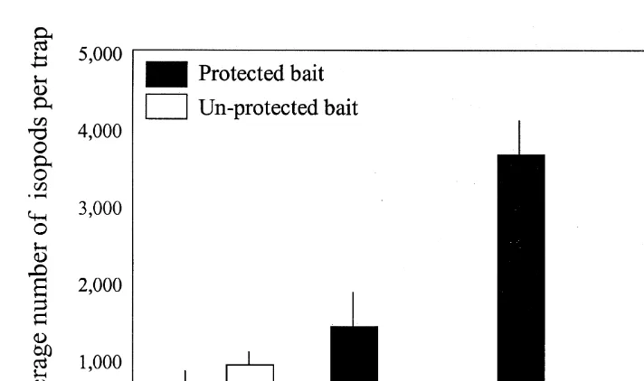 Fig. 1. Number of isopods caught per trap after different soak times for traps with protected (solid bars) andunprotected bait (clear bars)