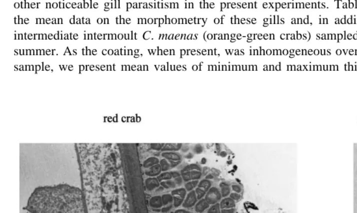 Fig. 4. Ultrastructure of gill epithelia in intermoult Carcinus maenasmoulting. Left: cross section of respiratory epithelium from an anterior gill 5 representative of a red intermoultcrab