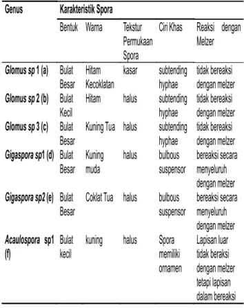 Tabel 3. Karakteristik spora MVA yang ditemukan  pada Rhizosfer Tanaman Jagung   di  d e s a   S a m a n g k i ,   k e c a m a t a n   Simbang, kabupaten Maros