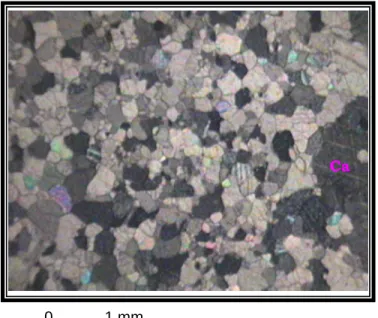 Gambar 4.4. Ukuran butir kristal mineral Kalsit (Ca) pada batugamping relatif  kasar, batas kristal lebih jelas dan lebik kompak karena pengaruh penambahan  suhu sebagai indikasi telah terjadinya metamorfose kontak