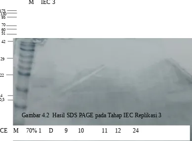 Gambar 4.2  Hasil SDS PAGE pada Tahap IEC Replikasi 3