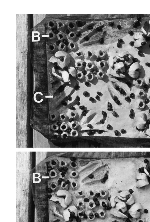 Fig. 1. Photographs of artiﬁcial microhabitat plates (actual size 203by the letters: A, algae; B, barnacles; C, crevices; and R, bare rock