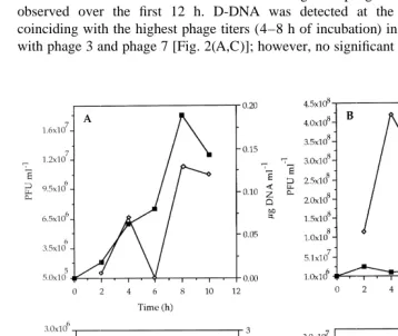 Fig. 2. Measurements of D-DNA (�) and virus concentration (j): (A) Phage 3; (B) Phage 18; (C) Phage 7;(D) Phage 16.