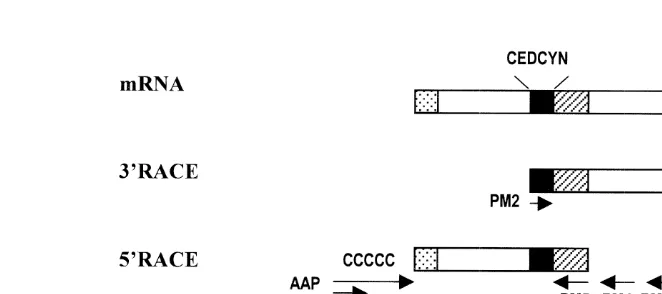 Fig. 1. Schematic diagram showing the 39given below. 3PCR. Filled boxes represent the CEDCYN conserved amino acid sequence and shaded areas represent theoverlapping region between the products of 3regions