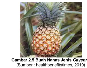 Gambar 2.5 Buah Nanas Jenis Cayenne  (Sumber : healthbenefitstimes, 2010)  2.  Nanas Queen 