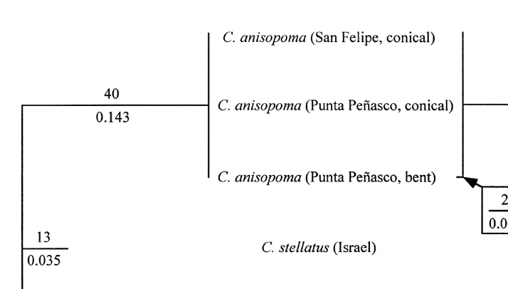 Fig. 3. Reconstructed phylogeny of the Chthamalussequence analysis of PCR-ampliﬁed fragments of 12S mt rDNA (left) and CO1 (right)
