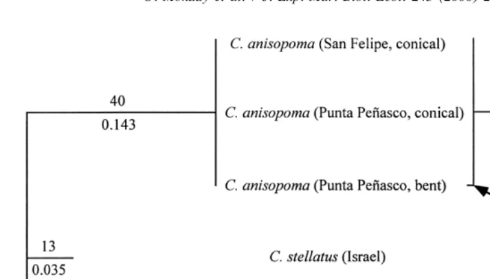 Fig. 3. Reconstructed phylogeny of the Chthamalussequence analysis of PCR-ampliﬁed fragments of 12S mt rDNA (left) and CO1 (right)