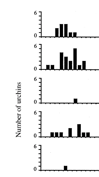 Fig. 4. Size distribution (0.5 mm TD size classes) of juvenile Etaken in Doubtful Sound between 27 January 1993 and 23 July 1993