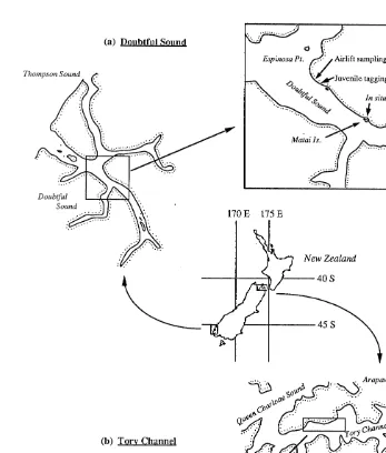 Fig. 1. Map showing the location of airlift sampling, juvenile calcein tagging and in situ calcein tagging of E.chloroticus in Doubtful Sound (a) and Tory Channel (b).