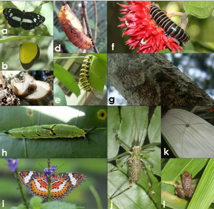 Gambar 7. Biodiversitas hewan yang terdapat pada hutan pembelajaran kampus dan hutan primer Cagar Alam  Pegunungan  Cyclops,  serta  ilustrasi  tumbuhan  sebagai  sumber  pakan  kupu-kupu