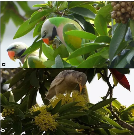 Gambar 8. Jenis-jenis burung yang sedang mengkonsumsi buah dan nektar X. chrysanthus. Sumber foto dalam  kurung