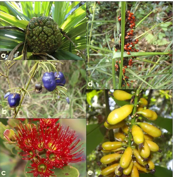 Gambar 6. Jenis-jenis tumbuhan yang ditemukan pada hutan pembelajaran kampus Universitas Cenderawasih  dan daerah penyangga Cagar  Alam Pegunungan Cyclops