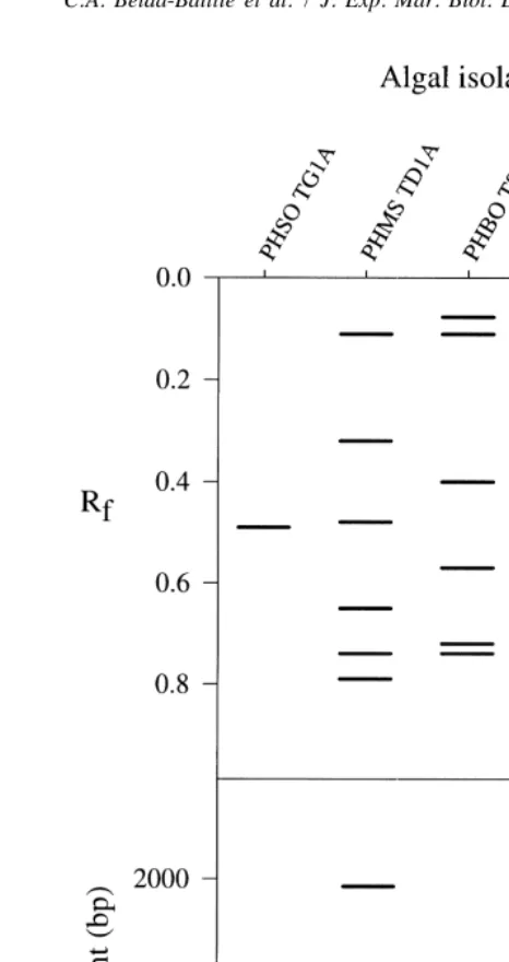 Fig. 3. (top) a1b-EST isozyme and (bottom) RAPD (UBC primer [18) electrophoretic patterns of theoriginal clonal stocks of zooxanthellae used for the infection trials