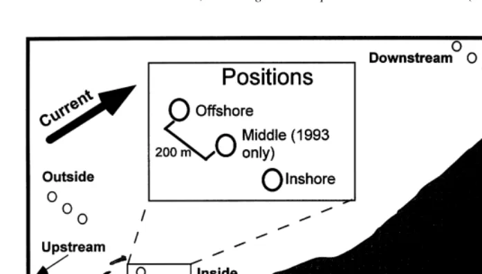Fig. 1. Designated zones (upstream, inside, downstream and outside) and positions (inshore, middle andoffshore) of sampling sites in 1993 and 1994 at Anse du Petit Mitis