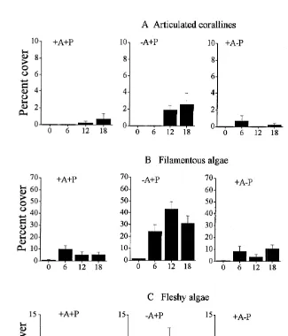 Fig. 2. Percentage cover of erect algae in the four experimental treatments, with A. lixula ( 1 A) and P