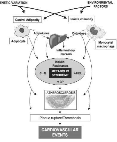 Gambar 2.3. Patofisiologi penyakit kardiovaskular pada sindroma 