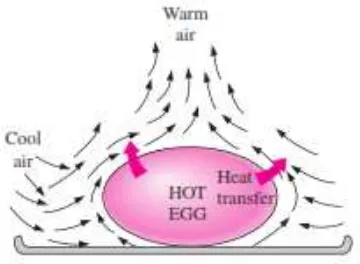 Gambar 2.10 Konveksi natural yang terjadi pada telur panas[4] 