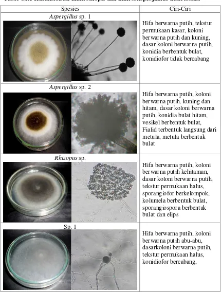 Tabel 4.1.1 Karakterisasi makroskopis dan mikroskopis jamur hasil isolasi 