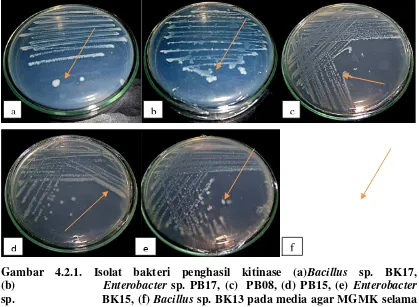 Gambar 4.2.1. Isolat bakteri penghasil kitinase (a)Bacillus sp. BK17, 