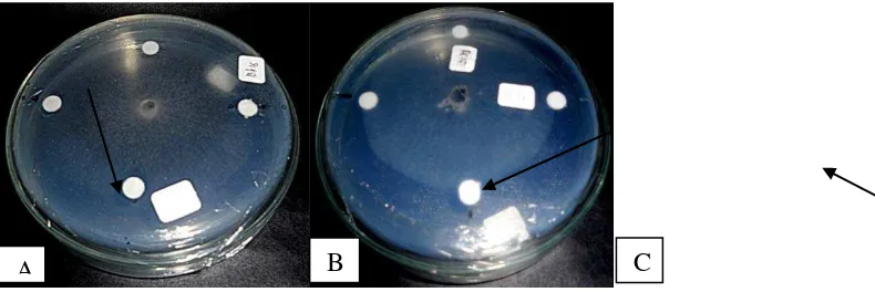 Gambar 4.3.1 Uji antagonisme bakteri kitinolitik (A) terhadap Rhizopus sp, (B) 