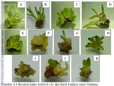 Gambar 4.4 menunjukkan respon kalus lili Asiatik cv. Purple Maroon hasil iradiasi sinar Gamma pada beberapa dosis