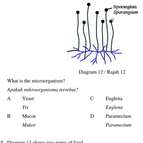 Diagram 12 / Rajah 12  What is the microorganism?  
