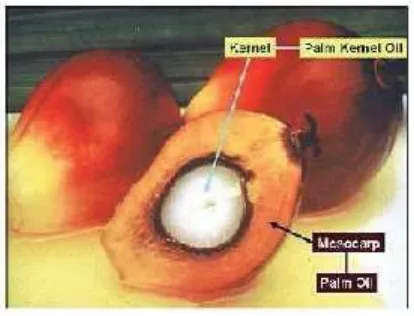 Gambar 2. 1 Buah kelapa sawit