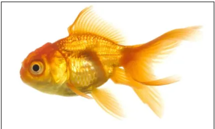 Gambar 2. Ikan Mas Koki (Carassius auratus) 
