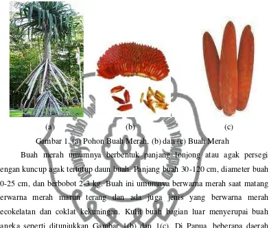 Gambar 1. (a) Pohon Buah Merah, (b) dan (c) Buah Merah  