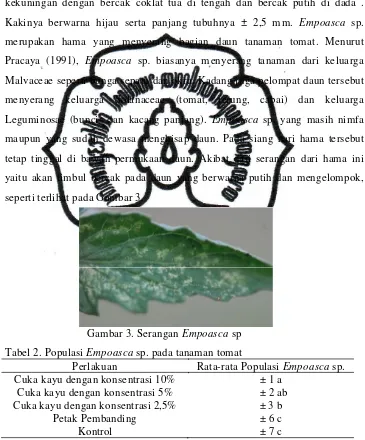 Tabel 2. Populasi Empoasca sp. pada tanaman tomat 