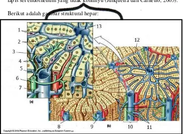 Gambar 2. Struktur Anatomi Hepar (Cummings, 2004). 