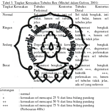 Tabel 3. Tingkat Kerusakan Tubulus Ren (Mitchel dalam Gufron, 2001) 