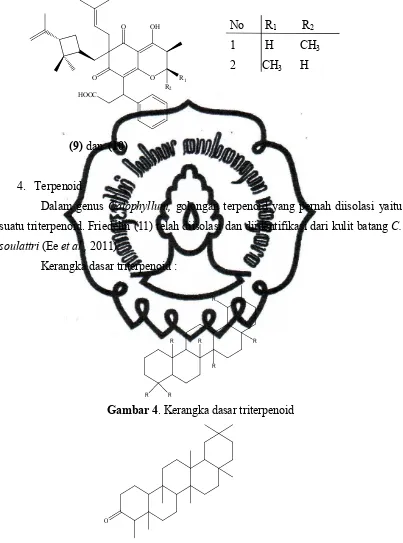 Gambar 4. Kerangka dasar triterpenoid