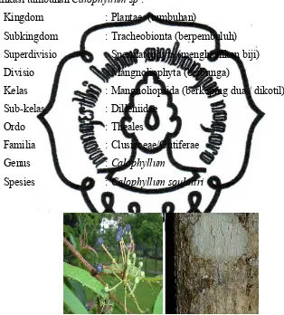 Gambar 6. Buah dan batang tumbuhan C. soulattri.