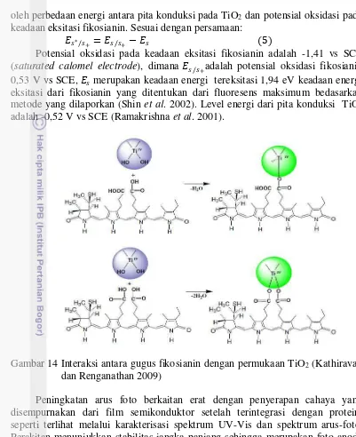 Gambar 14 Interaksi antara gugus fikosianin dengan permukaan TiO2 (Kathiravan 