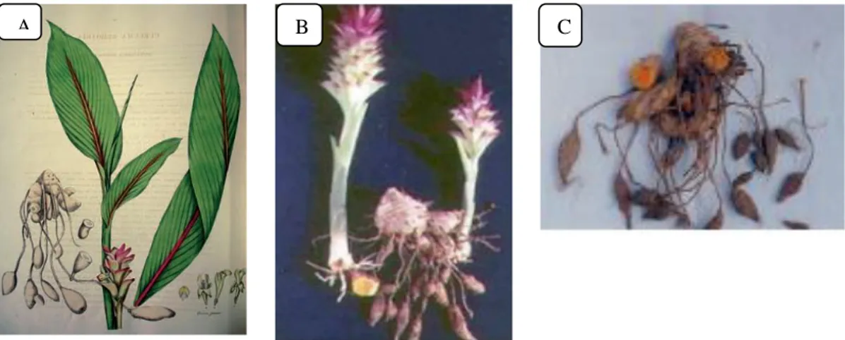 Gambar 1. Curcuma zedoaria (Christm.) Roscoe A. Ilustrasi (Leong-Škorničková et al., 2008); B