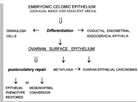 Gambar 2.5 Embryonic coelomic epithelium berdiferensiasi menjadi 